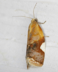 Clepsis persicana