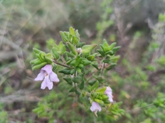 Prostanthera densa