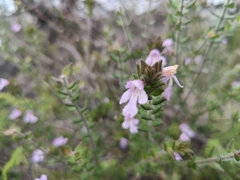Prostanthera densa