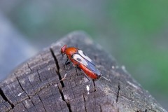 Macrosiagon octomaculata