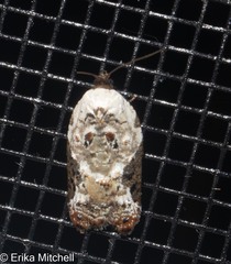 Acleris nivisellana