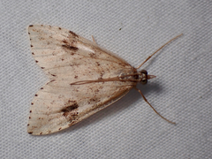 Udea washingtonalis