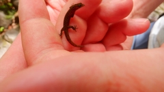 Sphaerodactylus fantasticus