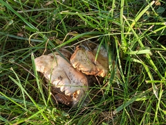 Hypocreaceae