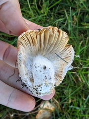 Hypocreaceae