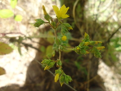Hypericum tomentosum