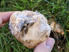 Hypocreaceae