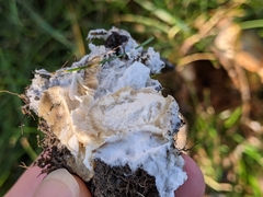 Hypocreaceae