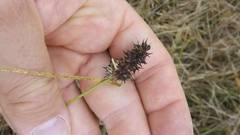 Carex bonariensis