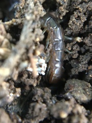 Arthrorhabdus pygmaeus