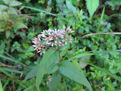 Eupatorium shimadae
