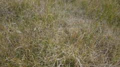 Carex bonariensis