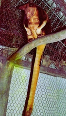 Dendrolagus goodfellowi