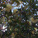 photo of Rose-apple (Syzygium jambos)