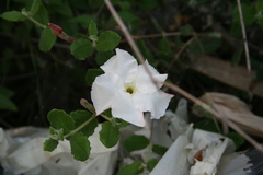 Mandevilla macrosiphon