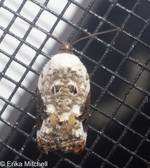 Acleris nivisellana