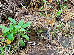 Leopardus tigrinus oncilla