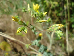 Hypericum tomentosum