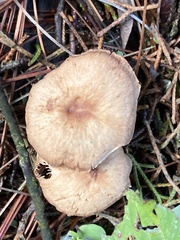 Fungi