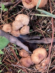 Fungi