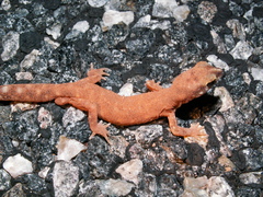 Rhynchoedura ornata