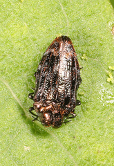 Brachys ovatus