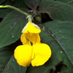 Impatiens acehensis
