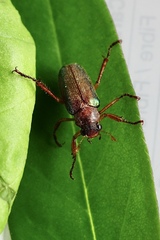 Dichelonyx subvittata