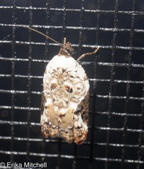 Acleris nivisellana