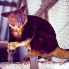Dendrolagus goodfellowi