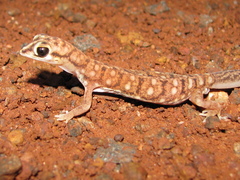 Rhynchoedura ornata