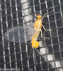 Ephemerella dorothea
