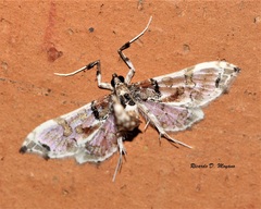 Neoleucinodes elegantalis