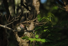 Melospiza melodia image