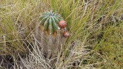 Echinopsis rhodotricha