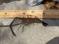 Macrobrachium acanthurus