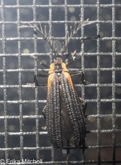 Leptoceletes basalis