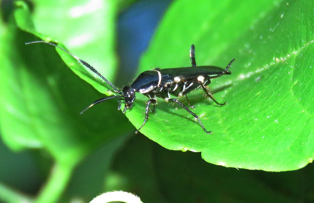 Pseudomops albostriatus