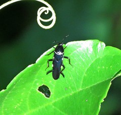 Pseudomops albostriatus