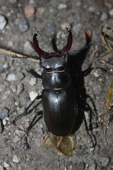 Lucanus cervus