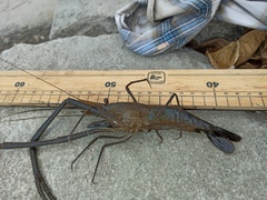 Macrobrachium acanthurus