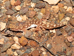 Rhynchoedura eyrensis