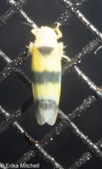 Empoa gillettei