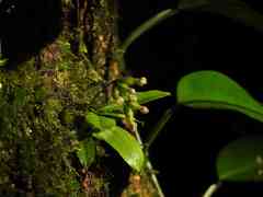 Cheiradenia cuspidata