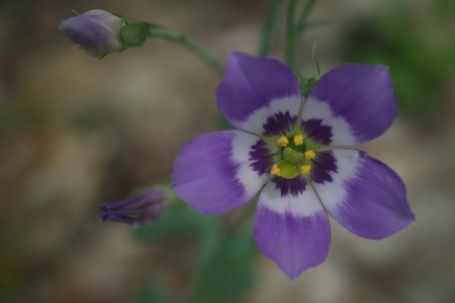 catchfly prairie gentian