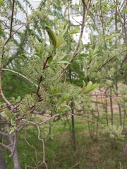 Salix bebbiana
