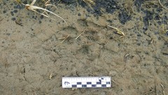 Chrysocyon brachyurus