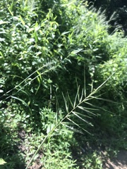 Elymus hystrix
