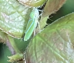 Graphocephala