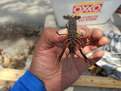 Procambarus llamasi